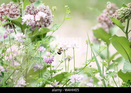 Bumblebee in der Mitte eine Mischung aus lila und rosa Blumen Stockfoto