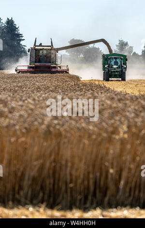 Feldkirchen, Deutschland. 23. Juli, 2019. Reifen Weizen ist auf ein Feld mit einem Mähdrescher geerntet. Die Getreideernte in Bayern ist derzeit in vollem Gange. Foto: Armin Weigel/dpa/Alamy leben Nachrichten Stockfoto