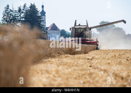 Feldkirchen, Deutschland. 23. Juli, 2019. Reifen Weizen ist auf ein Feld mit einem Mähdrescher geerntet. Die Getreideernte in Bayern ist derzeit in vollem Gange. Foto: Armin Weigel/dpa/Alamy leben Nachrichten Stockfoto