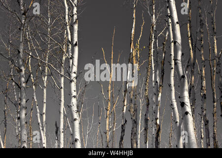 Gruppe von Silver Birch Tree trunks in einem bewaldeten Gebiet. Stockfoto