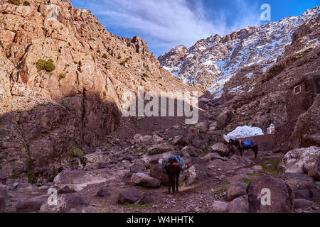 Zwei Esel mit einem Rest im Hohen Atlas Höhenlage in den Bergen an einem sonnigen Tag Stockfoto