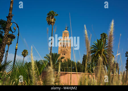 Katoubia Moschee und Palmen im Vordergrund in Marrakesch Marokko dominiert die Islamischen Medina hoch über der Nordafrikanischen Stadt Stockfoto