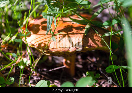 Suillus grevillei allgemein bekannt als das Greville bolete bolete und Lärche. Stockfoto