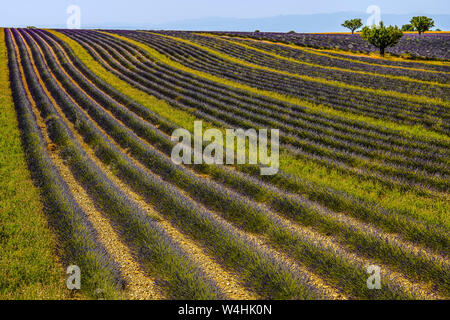 Felder, die mit Lavendel in Montagnac Region. Provence-Alpes-Cote d'Azur, Frankreich. Stockfoto