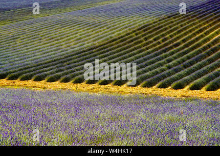 Felder, die mit Lavendel in Montagnac Region. Provence-Alpes-Cote d'Azur, Frankreich. Stockfoto