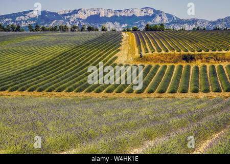 Felder, die mit Lavendel in Montagnac Region. Provence-Alpes-Cote d'Azur, Frankreich. Stockfoto