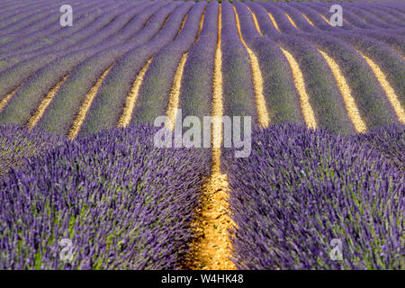 Panoramablick auf Lavendelfelder, Montagnac Region. Provence-Alpes-Cote d'Azur, Frankreich. Stockfoto