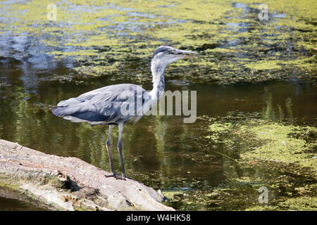 Bushy Park London England UK. 23. Juli 2019. Ein Reiher keuchend nach unten an einem sehr heißen Tag am Bushy Park in South West London zu kühlen. Credit: Julia Gavin/Alamy leben Nachrichten Stockfoto