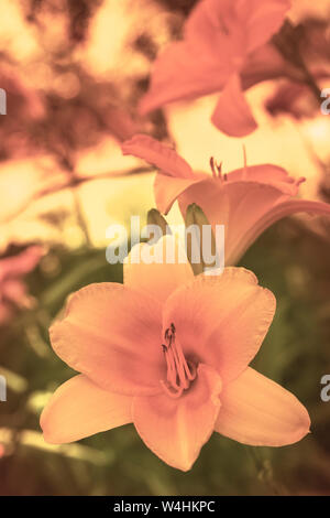 Ausschreibung lily Blüten. Getönte Blume. Makro Stockfoto
