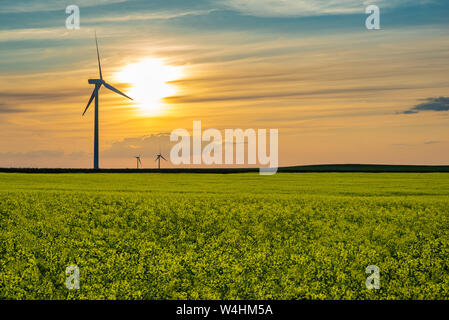 Sonnenuntergang über Windkraftanlagen in einem rapsfeld auf die Prärien in Saskatchewan, Kanada Stockfoto