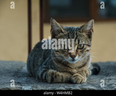 Porträt einer Katze im Hinterhof bleiben auf Marmor Platte Stockfoto