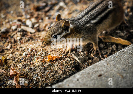 Dies ist mein kleiner Nachbar Herr Chipmunk. Er oder sie, wie der Fall vielleicht, hat sein Haus unter meinem vorderen Schritte gemacht. Seiner Tür ist hier unter meinen Schritten. Stockfoto