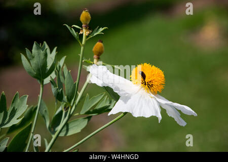 Kalifornischer Strauchmohn (Romneya coulteri) im Botanischen Garten Stockfoto