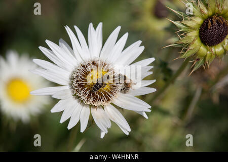 Südafrikanische Prachtdistel (Berkheya cirsiifolia) im Botanischen Garten Stockfoto