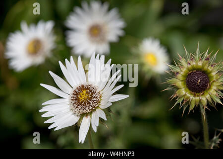 Südafrikanische Prachtdistel (Berkheya cirsiifolia) im Botanischen Garten Stockfoto