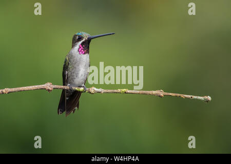 Diese weitreichenden Kolibris haben bemerkenswert langen, geraden Rechnungen. Bewohnen zweite Wachstum Wälder, Waldränder, und teilweise offenen Bereichen. Stockfoto