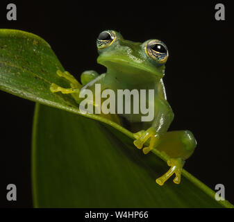 Stachelige Cochran Frosch (Teratohyla spinosa) ist eine Pflanzenart aus der Gattung der Frosch im Centrolenidae Familie. Stockfoto