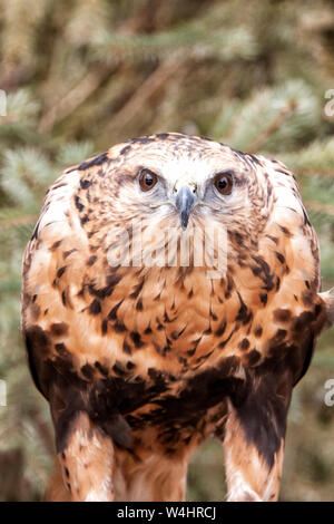 Nordamerika; USA; Montana; Tierwelt; Vögel; Fleischfresser; Raptors; Rau-legged Hawk; Buteo lagopus Stockfoto