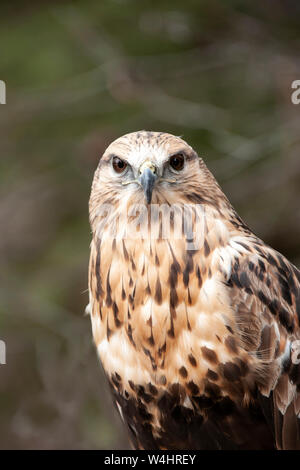 Nordamerika; USA; Montana; Tierwelt; Vögel; Fleischfresser; Raptors; Rau-legged Hawk; Buteo lagopus Stockfoto