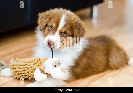 Süße Australian Shepherd auf dem Boden liegend mit seinem Spielzeug in den Mund Stockfoto