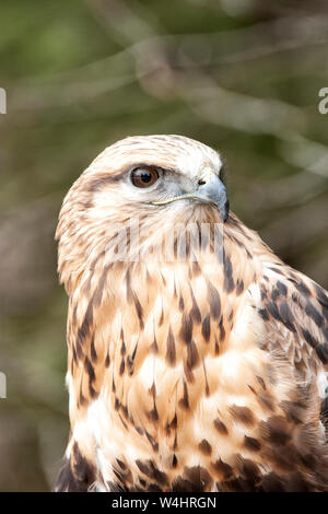 Nordamerika; USA; Montana; Tierwelt; Vögel; Fleischfresser; Raptors; Rau-legged Hawk; Buteo lagopus Stockfoto