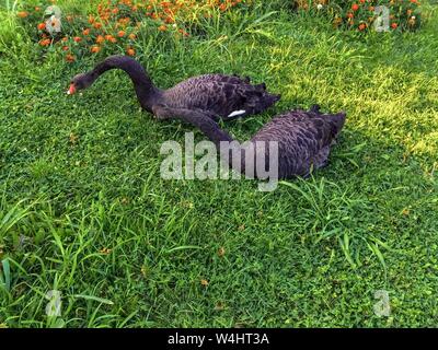 Zwei schwarze Schwäne sitzen auf einer Wiese in einem Park in Bosnien und Herzegowina. Stockfoto