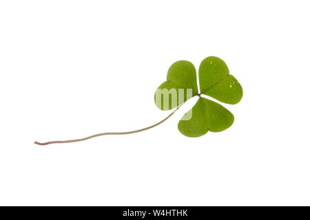 Wald-Sauerklee Sauer-Klee,,, Sauerklee Waldsauerklee, Oxalis Naiandinus, Hasensalat, Herzklee, Herrgottsbrot, gemeinsame Sauerklee, Sauerklee, Oxalide Stockfoto