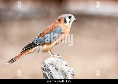 Nordamerika; USA; Montana; Tierwelt; Vögel; Raubfische; Raptor; Amerikanische Kestrel; (Falco sparverius); der kleinste und am gemeinsamen Falcon in Stockfoto