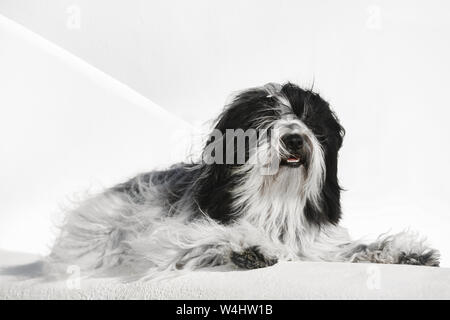 Tibet Terrier Hund liegend am weißen Stein Wand in der Stadt Oia, Santorini, Griechenland, selektiven Fokus Stockfoto