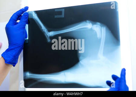Eine professionelle Arzt Radiologe mit Handschuhen auf ein Röntgenbild auf dem Hintergrund einer negatoscope zeigt eine Fraktur des Femurs wi Stockfoto