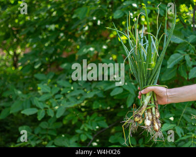 Mann hält frische grüne Zwiebel in der Hand aus dem Garten, frische junge Gemüse aus dem Garten Stockfoto