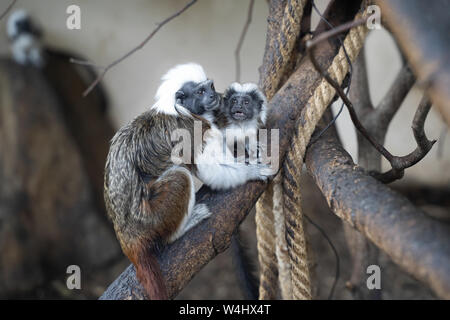 Baumwolle-headed Tamarin in Interaktion mit kleinen Baby Tamarin. Saguinus oedipus Stockfoto