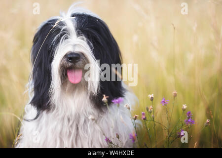 Hund in der Natur. Tibet Terrier Dog Sitting auf Gras in der Landschaft mit Wildblumen, Nahaufnahme Stockfoto