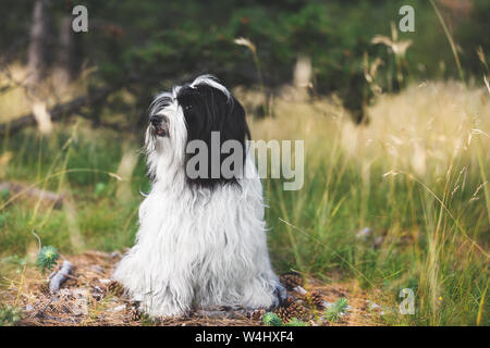 Tibet Terrier Hund sitzen auf der Straße zwischen Nadelbäumen in Wald, Profil ansehen, selektiver Fokus Stockfoto