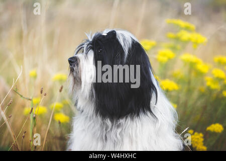 Portrait von Happy Tibet Terrier Hund genießen Sonnenlicht und im Freien, selektiven Fokus Stockfoto