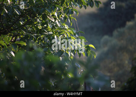 Zweig eines Baumes mit glänzender grüne Blätter auf einem unscharfen Hintergrund auf den Wald oder Garten, selektiver Fokus, Copyspace Stockfoto