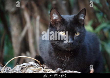Closeup schwarze Kurzhaar Katze mit gelben Augen sitzt auf dem Dach der Halle und sorgfältig schaut sich um Stockfoto