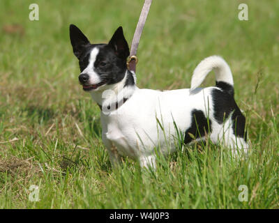 Eine niedliche schwarze und weisse Hund steht Warnung am Ende der Leitung. Stockfoto