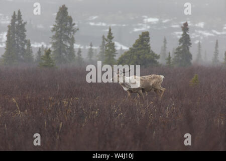 Ein Young Bull Caribou im Denali National Park, Alaska Stockfoto
