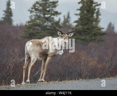 Ein Young Bull Caribou im Denali National Park, Alaska Stockfoto