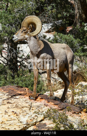 Big Horn Schafe Ram Stockfoto