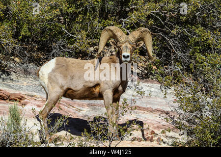 Big Horn Schafe Ram Stockfoto