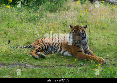Sumatra-tiger (Panthera tigris sondaica) im Gras liegend Stockfoto