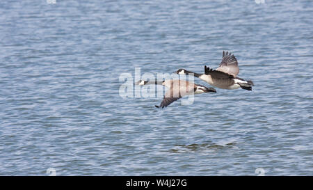 Zwei Gänse fliegen über welliges Wasser in einem scheinbaren Rennen. Stockfoto
