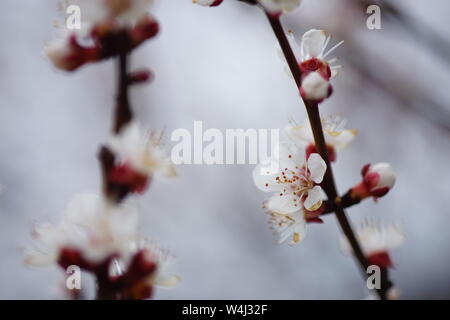 Schöne Frucht Baum blüht, Frühling Aprikose Blume, selektiver Fokus auf weißen geöffnet Blumen Stockfoto