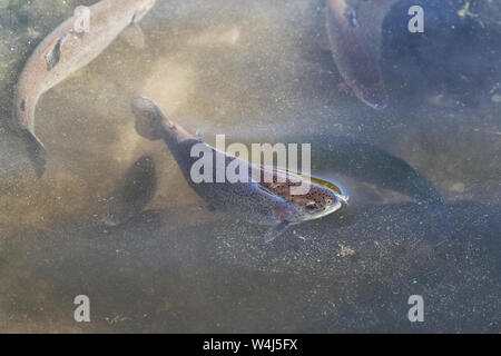 Regenbogenforelle Fütterung an der Wasseroberfläche im flachen Wasser Stockfoto