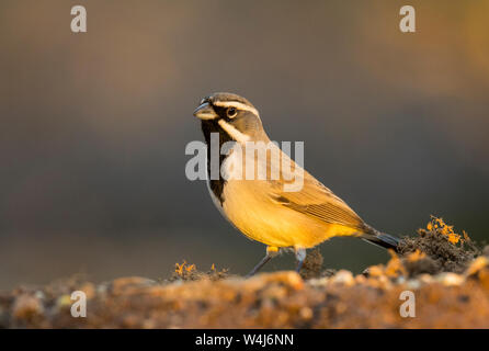 Schwarz, dass Sparrow. Arizona. Stockfoto