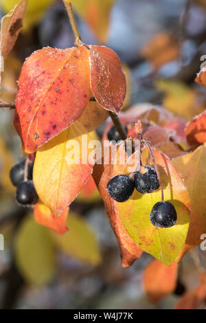 Herbst Farbe auf einem Wild Berry Bush Stockfoto