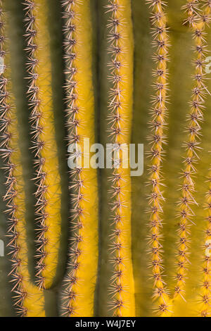 In der Nähe von Saguaro Kaktus. Arizona. Stockfoto