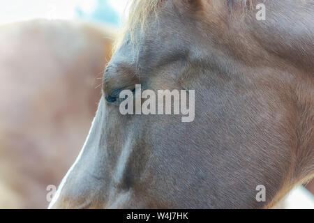 Close-up, linke Seite der Pferdekopf. Pferd hat Auge geschlossen. Stockfoto